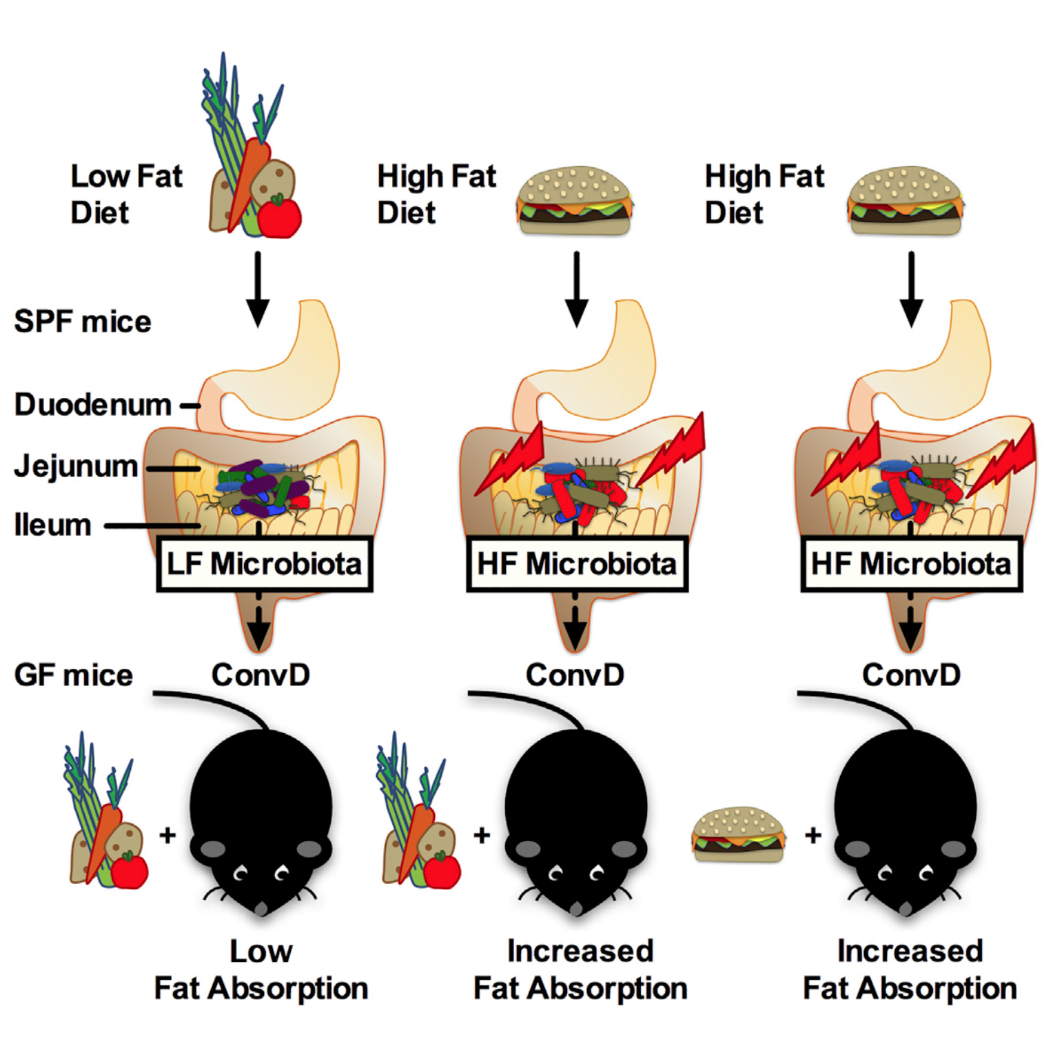 Can you be overweight and healthy? - UChicago Medicine